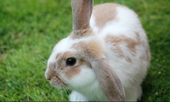 Co jedzą króliki - czyli jak karmić królika domowego?