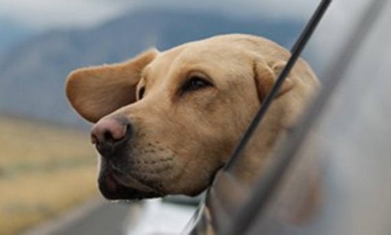 Pies w samochodzie - czyli jak się przygotować do podróży z psem?