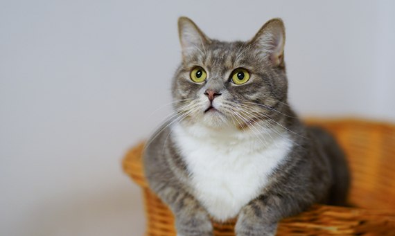 Żwirek dla kota - rodzaje, wady i zalety poszczególnych wariantów